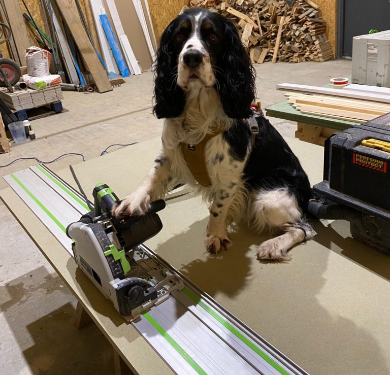 A dog sitting on a worktop beside a circular saw and woodworking materials.