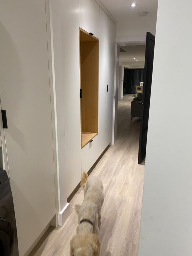 A dog walking down a narrow hallway with light wood flooring.