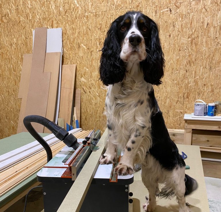 A black and white spaniel standing on a workbench in a workshop.