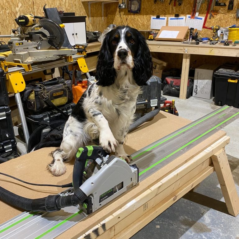A dog sits on a workbench next to a circular saw and tools in a workshop setting.